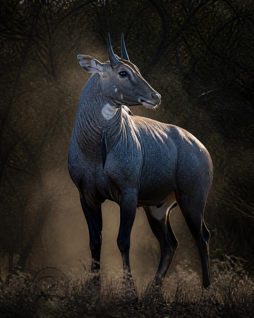 Nilgai — Boselaphus tragocamelus